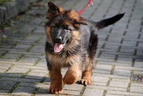 Crocchette per cani Brit Care SuperPremium con elementi funzionali