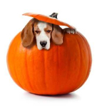 Crocchette per cani Farmina Grain Free alla Zucca, l'alimentazione senza cereali Made in Italy
