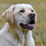 Crocchette per cani Golden Eagle, caratteristiche e contenuto