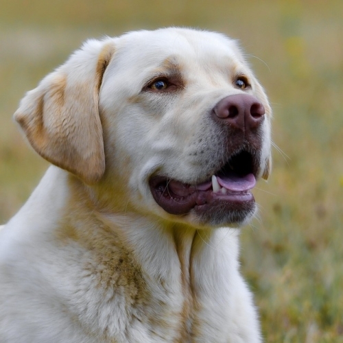 Crocchette per cani Golden Eagle, caratteristiche e contenuto