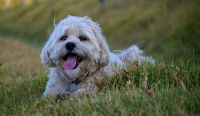 Crocchette, umido e feci molli: come regolare la dieta del cane