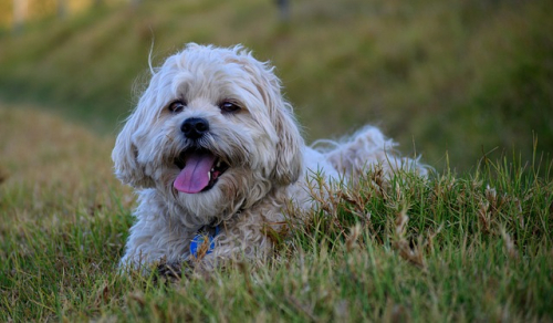 Crocchette, umido e feci molli: come regolare la dieta del cane