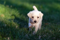 Cucciola piccolissima che morde tutto e non ascolta i NO