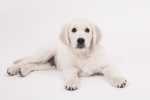 Cucciolo Golden Retriever che morde le gambe