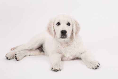 Cucciolo Golden Retriever che morde le gambe