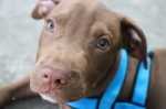 Cucciolo Pitbull che non vuole andare a spasso