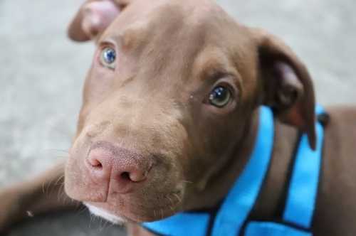 I nostri top di gamma per il tuo cane sensibile