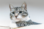 Curare le patologie del gatto anche grazie all’alimentazione