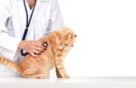 Curare le patologie del gatto con l'alimentazione e le crocchette Farmina Quinoa 