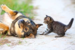 Dalla Ciotola al Benessere: Segreti e Ricette per la Nutrizione di Cani e Gatti