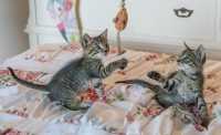 Due gatti in un piccolo appartamento, come renderlo confortevole e stimolante?