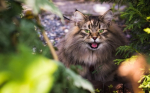 Elevata qualità e convenienza nell’alimentazione del gatto con le Farmina Tropical al pollo o agnello