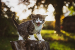 Farmina Grain Free per Gatti: L’Alimentazione Senza Cereali per il Benessere del Tuo Felino