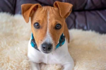 Farmina Quinoa Grain Free per le patologie leggere del cane