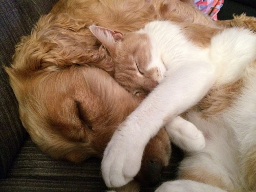 Formiche in casa? Quali prodotti con gatto e cane