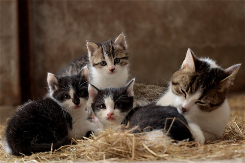 Gatta che dopo sterilizzazione non accudisce più i suoi gattini