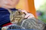 Gatti e anziani, un connubio perfetto