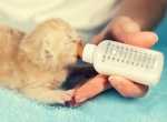 Gattino di 7 mesi con diarrea cronica, cosa fare?