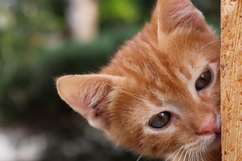 Gattino morde mentre gioca: è normale nei gattini orfani?