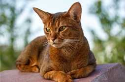 Crocchette Grain Free per gatto con digestione delicata