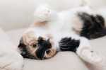 Gatto che graffia le braccia e morde