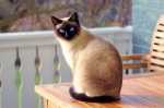 Gatto che marca il territorio