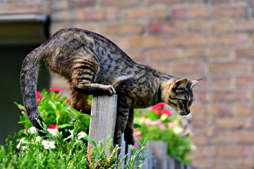 Gatto che marca il territorio