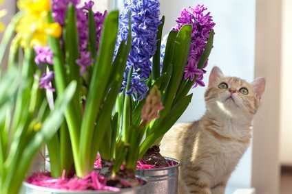Gatto con problemi di gastrite dovuta ad ingestione di Lisoform