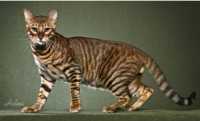 Gatto con problemi di struvite, idee su come farlo bere molto. Esempio pratico