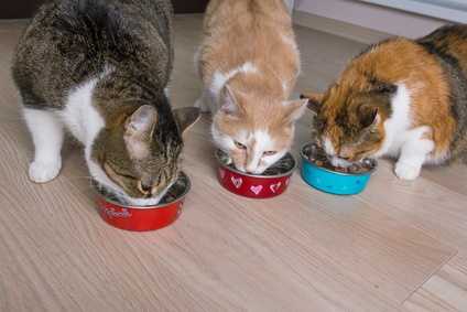 Gatto con tumore in una colonia felina, cosa fare?
