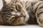 Gatto diabetico che rifiuta i croccantini dietetici