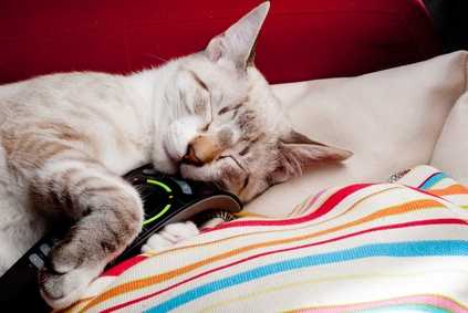 Gatto improvvisamente inappetente e mogio, cosa fare