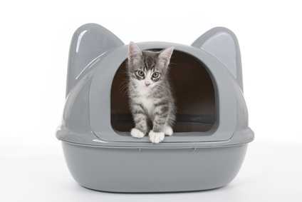 Gatto problematico, stressato?