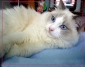 Gatto Ragdoll Seal, Blue, Chocolate: scopri le colorazioni più richieste