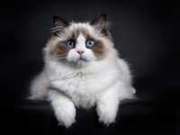 Gatto Ragdoll: una delle migliori razze di gatti da appartamento
