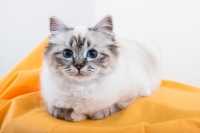Gatto Sacro di Birmania, una tra le più belle ed eleganti razze di gatti da appartamento
