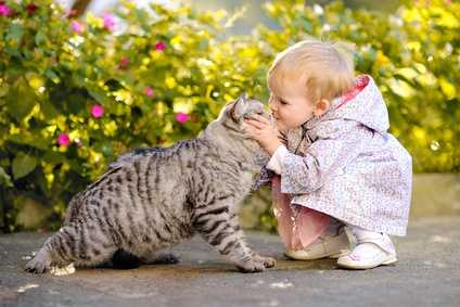Gatto sì, ma felice: 7 consigli per un amico felino in perfetta forma