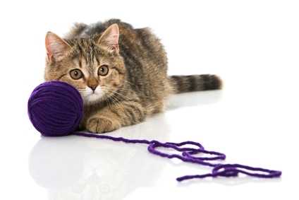 Gioco del gatto: giochi per gatti fai da te e idee per farlo giocare