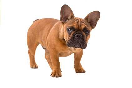Giusta alimentazione per Bulldog francese