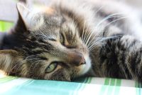Gli integratori per gatti di Pet Shop Store