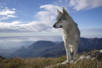 Golden Eagle qualità elevata nell'alimentazione del cane
