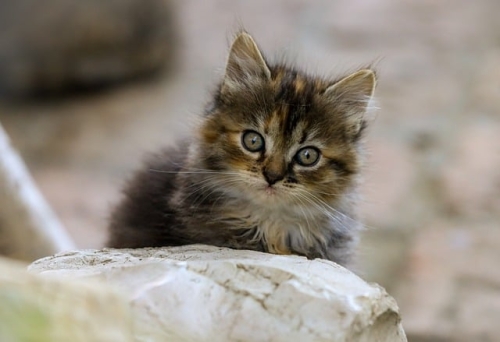 I gatti riconoscono la loro mamma? Quando i gattini soffiano a Mamma Gatta, cause e soluzioni