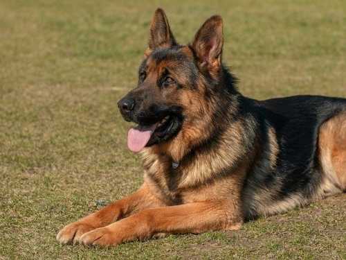 I problemi epatici del cane e le nuove crocchette Exclusion Hepatic