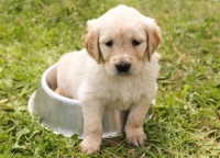 Il cane non mangia le crocchette: cosa fare?