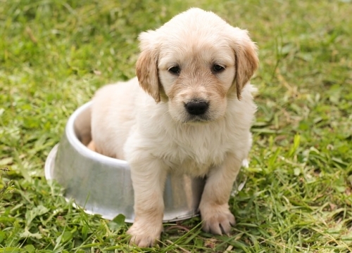Il cane non mangia le crocchette: cosa fare?