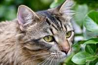 Il cibo umido naturale e biologico per gatti Dalla Grana Pura Natura