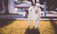Il diabete nel cane, sintomi e cure
