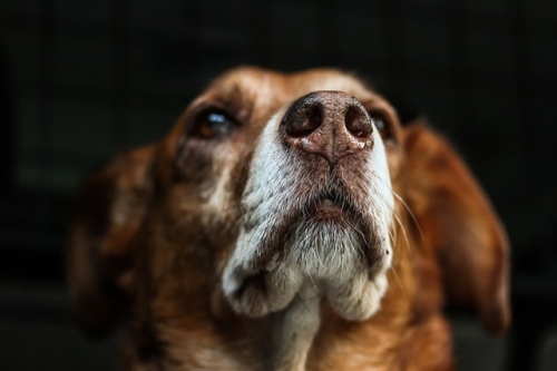 Il diabete nel cane