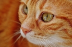 Il diabete nel gatto