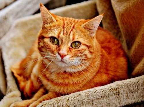 Il gatto non mangia: cause e soluzioni 